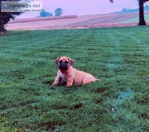 African Boerboel PuppIES