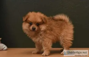 Pomeranian PuppIES