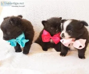 Pomeranian Puppies