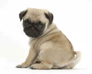 xcellent Home Pug Puppies Pleased to introduce a litter of 5 Boy