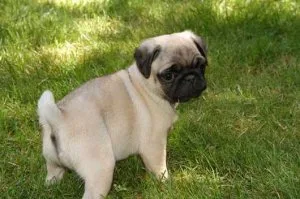 Rehome A Pug Puppy