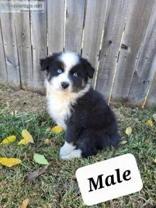 Australian Shepherd Black Tri Male (Spunk)