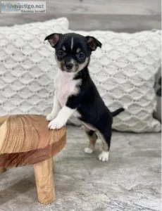 Chihuahua PuppIES