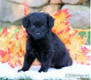 Pomapoo Puppies
