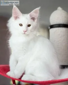 Stunning Maine Coon Kittens For Adoption