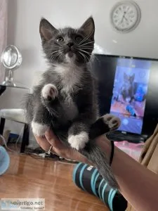 Grey ragdoll kitten