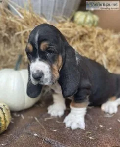 Basset Hound Puppy