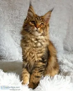 Maine Coon Kittens For Sale