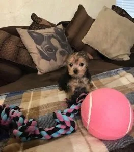 Lil Yorkie On adoption Low.Fee
