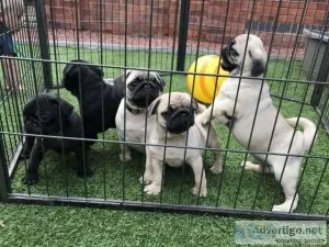 teacup pug puppies for sale