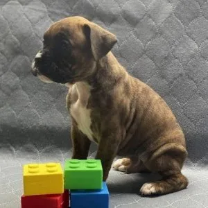 Boxer puppies for sale
