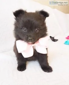 Pomeranian Puppies