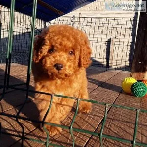 Maltipoo Puppies for sale