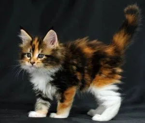 Gorgeous Feline