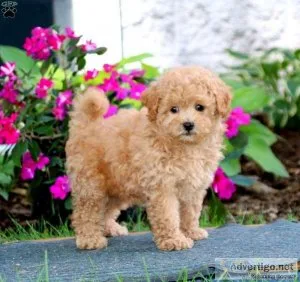 Yorkie-Poo Puppy