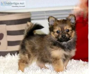 Yorkie Pom PuppIES