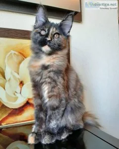 DNXC - Maine Coon Adoption