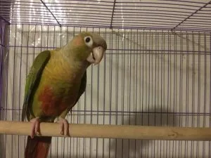 Conure Parrot Male