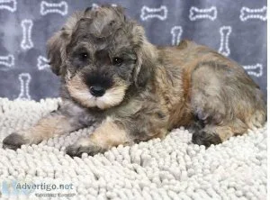 Mini Schnoodle PuppIES