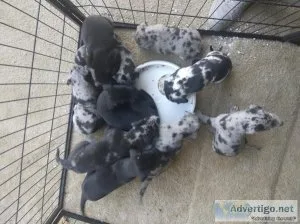 Great dane pups