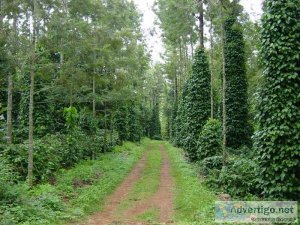 Coffee estate for sale near sakleshpur