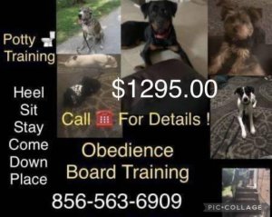 Dog puppy obedience program