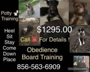 Dog puppy obedience program