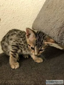Savannah Kittens
