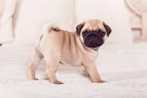 Adorable male and female Pug puppies now ready to go to new home