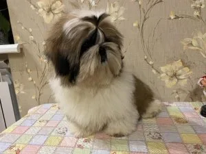 Shih-Tzu puppies