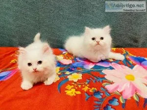 selling two beautiful Persian kittens.
