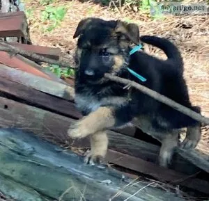 German Shepard puppies for sell