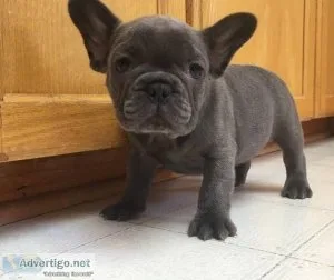 Dogs for sale French Bulldog Dogs for sale