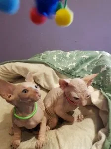 Sphynx kittens available Two.