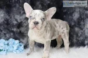 Tyler AKC Male French Bulldog