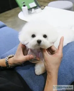 Bichon Frise Puppies For Sale