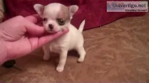 AKC Chihuahua Puppies for Adoption