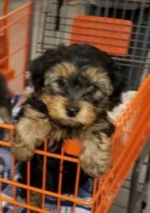 Yorkshire terrier puppies for sale