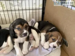 Beautiful Beagle puppies