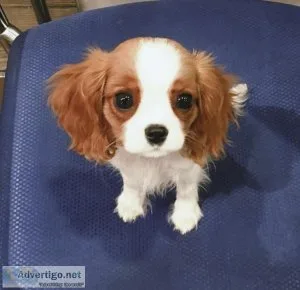 Cavalier King Charles Puppies For Sale