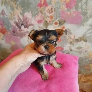 Ready To Go Yorkie Teacup