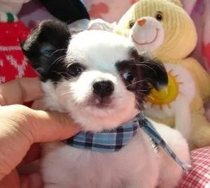 Chihuahua Puppies For Xmas
