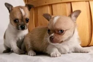 Adorable and Tiny Chihuahua Puppy for Sale