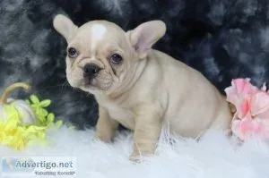 Gina AKC Female French Bulldog