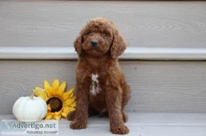 Aspen Male AKC Standard Poodle