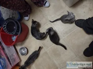 Free kittens