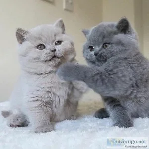 Affectionate British Shorthair kittens for sale.