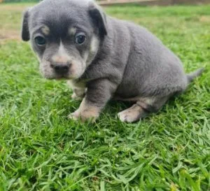 french bulldog cross jack russell puppy