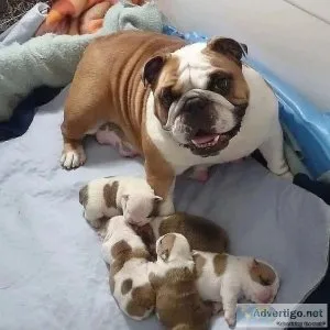English Bulldog Puppies