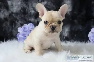 Tina AKC French Bulldog